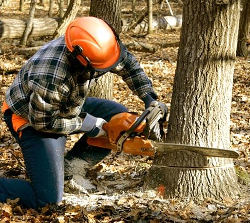 Tree Removal in Clare, MI